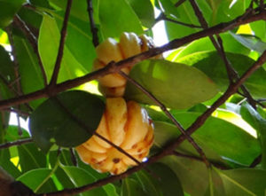 Garcinia Cambogia frukt